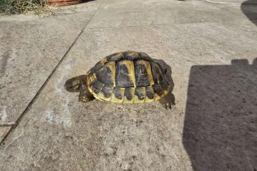 Tortoises kaufen und verkaufen Photo: Schildkröte Weibchen 2018