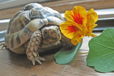 Landschildkröten kaufen und verkaufen Foto: Testudo graeca nabeulensis -  ist schon übersiedelt