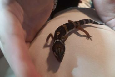 Geckos kaufen und verkaufen Photo: Gesunde Leopardgecko Jungtiere