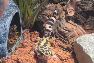 Geckos kaufen und verkaufen Foto: 2 Weibliche Leopard Geckos