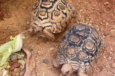 Landschildkröten kaufen und verkaufen Foto: 2 Pantherschildkröten (Stigmochelys pardalis)