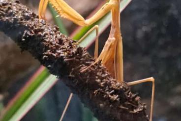 Insekten kaufen und verkaufen Foto: Hierodula venosa L4 (Gottesanbeterin)