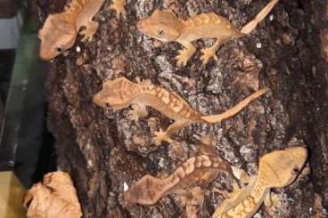 Geckos kaufen und verkaufen Foto: Crested gecko babies 2024!