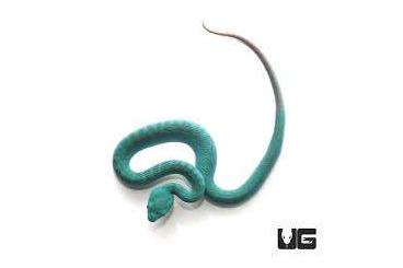 Giftschlangen kaufen und verkaufen Foto: Looking for 1.1 Trimeresurus Insularis