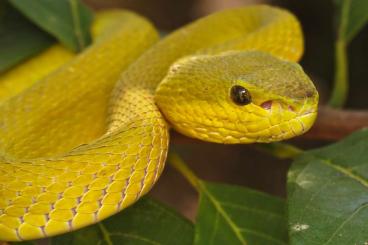 Schlangen kaufen und verkaufen Foto: Trimeresurus Insularis Yellow