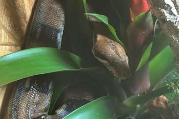 Boas kaufen und verkaufen Photo: Boa constrictor Imperator Männchen 