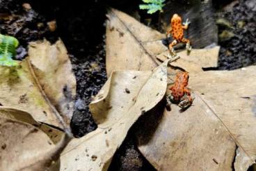 Poison dart frogs kaufen und verkaufen Photo: Sell/trade Oophaga Pumilio / atrato