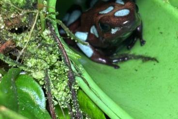 Poison dart frogs kaufen und verkaufen Photo: Silverstonei, changuinolas, Atrato..