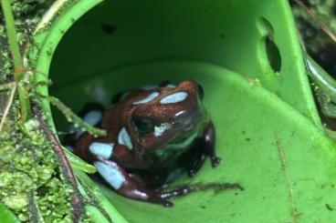 Pfeilgiftfrösche kaufen und verkaufen Foto: 1.0 Oophaga Histrionica Atrato blue