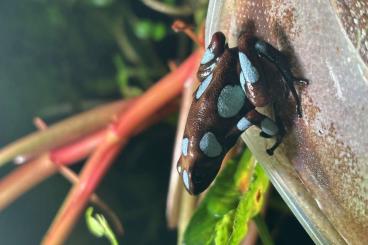 Poison dart frogs kaufen und verkaufen Photo: 1.0 Oophaga Atrato TRADE/SELL