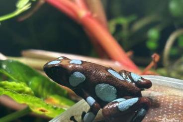 Poison dart frogs kaufen und verkaufen Photo: 1.0 Oophaga Histrionica Atrato blue