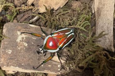 Insects kaufen und verkaufen Photo: Dicronorhina derbyana L3 (günstig)