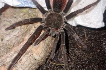 - bird spiders kaufen und verkaufen Photo: Verkaufe verschiedene vogelspinnen 