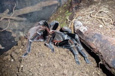 Vogelspinnen kaufen und verkaufen Foto: Verkaufe verschiedene vogelspinnen Vogelspinnen kaufen und verkaufen Foto: Verkaufe verschiedene vogelspinnen