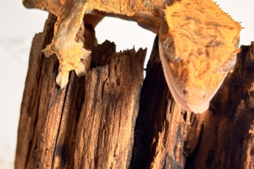 Geckos kaufen und verkaufen Photo: Correlophus ciliatus Kronengecko NZ 04/23