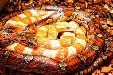 Schlangen kaufen und verkaufen Foto: Kornnattern Männchen und Weibchen 