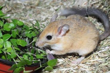 Exotische Säuger kaufen und verkaufen Foto: Suche Mäuse und Rennmäuse