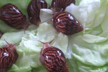 Schnecken kaufen und verkaufen Foto: Lissachatina immaculata Jungtiere 