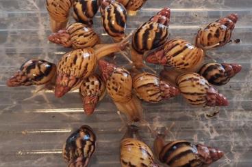 Schnecken kaufen und verkaufen Foto: Lissachatina allisa sansibar 