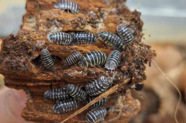 andere Wirbellose kaufen und verkaufen Foto: Armadillidium maculatum ( Zebrarollasseln )