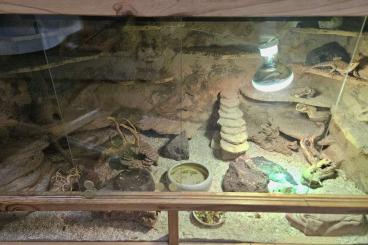 Bearded dragons kaufen und verkaufen Photo: Zwergbartagame mit Terrarium 