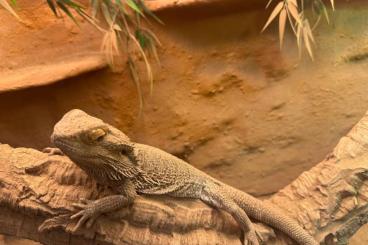 Bartagamen kaufen und verkaufen Foto: 3 Pogona Bartagamen suchen ein neues Zuhause 