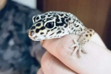 Geckos kaufen und verkaufen Foto: Leopardengeckos 3 Mädchen inklusive Terrarium 