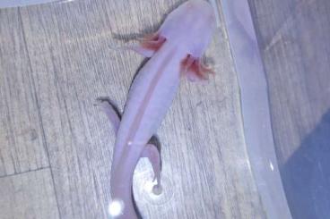 Schwanzlurche kaufen und verkaufen Foto: junge Axolotl Nachzucht  