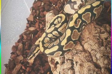 Königspythons kaufen und verkaufen Foto: Orange Dream Fire 100% het Piebald 50%poss het Ghost