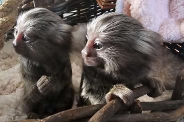 Exotic mammals kaufen und verkaufen Photo: Weissbüscheläffchen callithrix jacchus / Weissbauchigel Atelerix alb