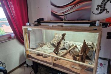 Bearded dragons kaufen und verkaufen Photo: Bartagamen  Leatherback ..