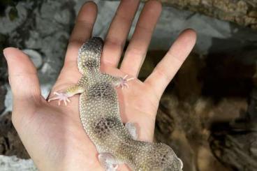 Geckos kaufen und verkaufen Photo: 2 neugierige Leopardgeckodamen