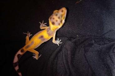 Geckos kaufen und verkaufen Photo: Tangerine het Tramper Albino (w)