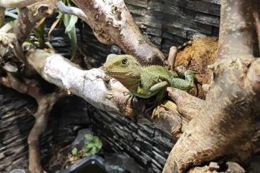 Agamen kaufen und verkaufen Foto: Grüne Wasseragame Weibchen 2Jahre