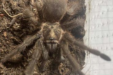 - bird spiders kaufen und verkaufen Photo: Phormictopus auratus Terraristika Hamm 14.12.024