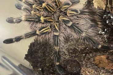 - bird spiders kaufen und verkaufen Photo: Grammostola pulchripes 1.0 subadult Terraristika Hamm 14.12.24