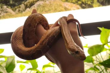 Colubrids kaufen und verkaufen Photo: Kornnatter (120cm, 8 Jahre, Männlich) und 55x 10-15 gram Tiefkühl Mäus