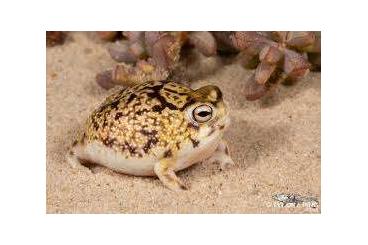 frogs kaufen und verkaufen Photo: Suche Breviceps sp (Breviceps macrops, Breviceps adspersus)