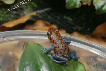 Poison dart frogs kaufen und verkaufen Photo: Oophaga pumilio bastimentos golddust en valle del Rey Poison dart frogs kaufen und verkaufen Photo: Oophaga pumilio bastimentos golddust en valle del Rey