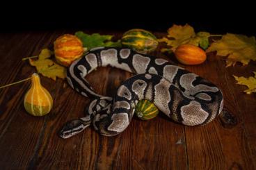 Ball Pythons kaufen und verkaufen Photo: Königspython "Axanthic (SK-Linie) 66% het Piebald" 0.1