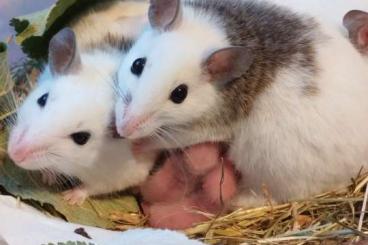 Futtertiere kaufen und verkaufen Foto: Futtermäuse Farbmäuse Vielzitzenmäuse VZM Mäuse Futtertiere