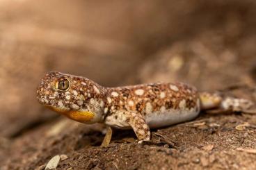 Geckos kaufen und verkaufen Foto: Ptenopus garrulus maculatus 