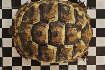 Landschildkröten kaufen und verkaufen Foto: 2,5 Jahre alte Schildkröten 