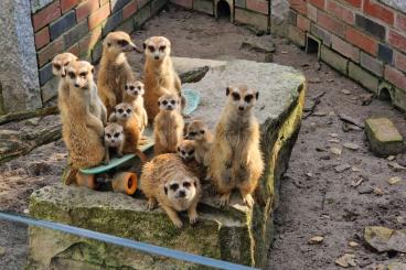 Exotische Säuger kaufen und verkaufen Foto: junge Erdmännchen abzugeben