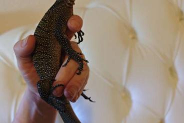 Warane kaufen und verkaufen Foto: Varanus Jobiensis sepik Waran 