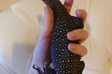 Warane kaufen und verkaufen Foto: Varanus Jobiensis sepik Waran 