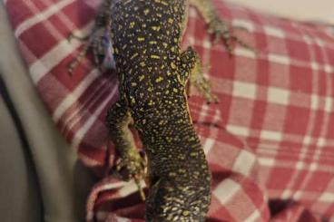 Warane kaufen und verkaufen Foto: Varanus Indicus  pazifikwaran