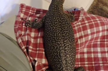 Warane kaufen und verkaufen Foto: Varanus Indicus  pazifikwaran