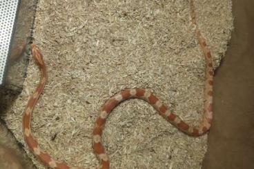 Nattern ungiftige  kaufen und verkaufen Foto: Pantherophis guttatus, jung, unbestimmt