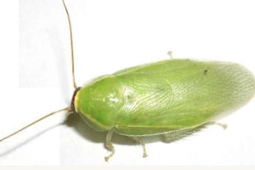 Futtertiere kaufen und verkaufen Foto: Grüne Schaben ( Panchlora spec. „Giant „ )